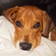 Carita de leo con unos 4 meses y medio.